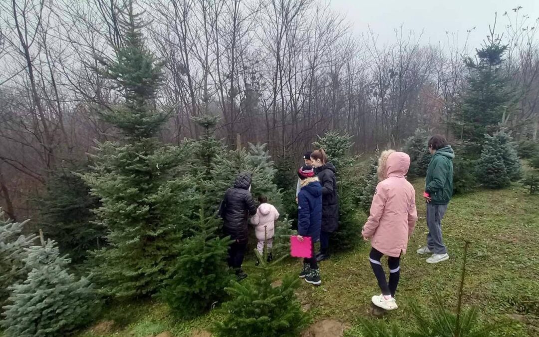 Božićna drvca obitelji Turk